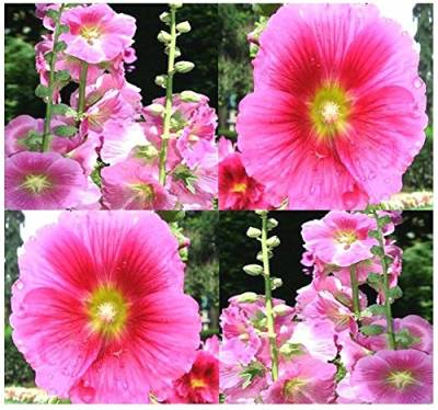 50 Samen - Pink Malve Blumensamen - Alcea rosea von SVI