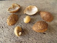 Erdnuss-, (Bambara-Erdnuss) 30 Samen, Erbschaft, extrem selten aus Afrika von SVI