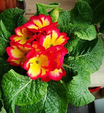 Neu ! 50 Stücke Europäischen Primel Samen Primula Malacoides Bonsai Blume Diy Hausgarten (Originalverpackung) von SVI
