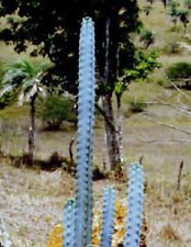 Pilosocereus pentaedrophorus @@ Seltene exotische Säulenkakteen Kaktus Samen 500 Samen von SVI
