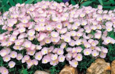 Rosa Primrose Samen, Nachtkerze, Erbstück Blume, Nicht-GVO-Perennial 100ct von SVI