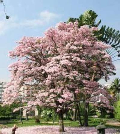Tabebuia rosea Rosy Trompete Baum 10 Samen von SVI