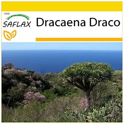 SAFLAX - Anzucht Set - Drachenbaum - 5 Samen - Mit Mini-Gewächshaus, Anzuchtsubstrat und 2 Töpfen - Dracaena Draco von Saflax