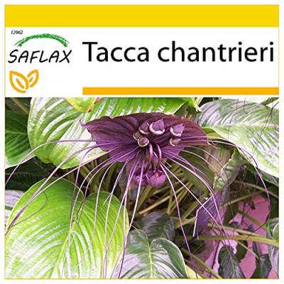 SAFLAX - Anzucht Set - Fledermausblume - 10 Samen - Mit Mini-Gewächshaus, Anzuchtsubstrat und 2 Töpfen - Tacca chantrieri von Saflax
