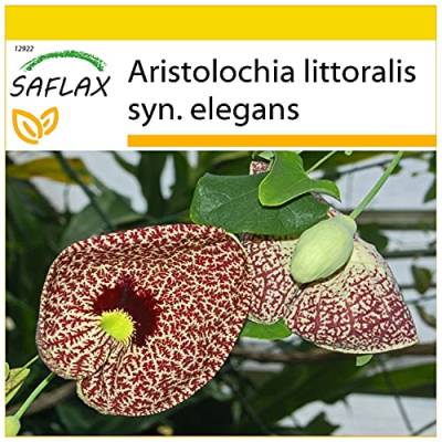 SAFLAX - Anzucht Set - Gespensterpflanze - 80 Samen - Mit Mini-Gewächshaus, Anzuchtsubstrat und 2 Töpfen - Aristolochia littoralis von Saflax