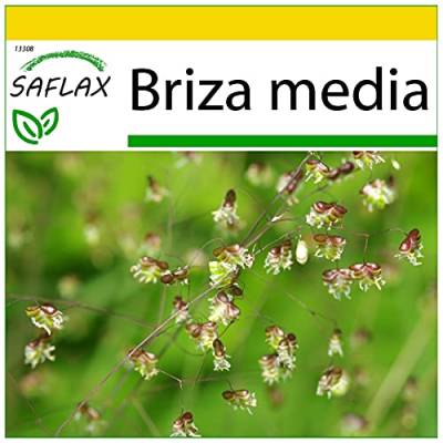 SAFLAX - Anzucht Set - Gräser-Bambus-Herz-Zittergras/Jungfernhaar - 75 Samen - Mit Mini-Gewächshaus, Anzuchtsubstrat und 2 Töpfen - Briza media von Saflax