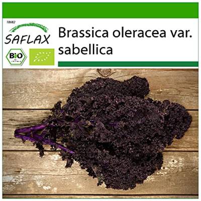 SAFLAX - BIO - Grünkohl - Roter Krauser - 50 Samen - Mit keimfreiem Anzuchtsubstrat - Brassica oleracea von Saflax