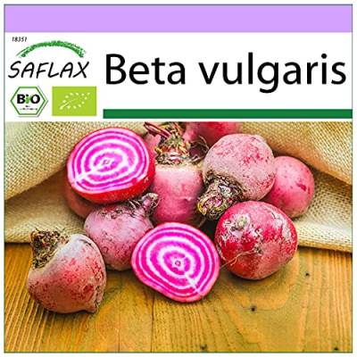 SAFLAX - BIO - Rote Beete - Chioggia - 70 Samen - Beta vulgaris von Saflax