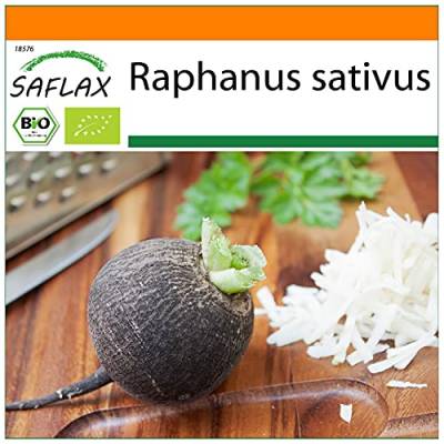 SAFLAX - BIO - Schwarzer Spanischer Rettich - 100 Samen - Raphanus sativus von Saflax