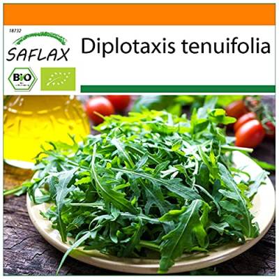 SAFLAX - BIO - Wilder Ruccola - 1500 Samen - Diplotaxis tenuifolia von Saflax