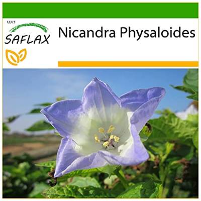SAFLAX - Blaue Lampionblume - 100 Samen - Mit keimfreiem Anzuchtsubstrat - Nicandra physaloides von Saflax