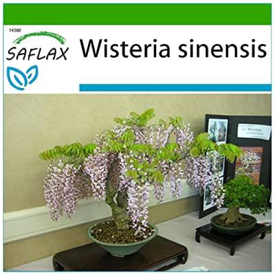 SAFLAX - Bonsai - Blauregen - 4 Samen - Mit keimfreiem Anzuchtsubstrat - Wisteria sinensis von Saflax