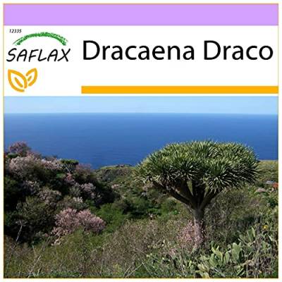 SAFLAX - Drachenbaum - 5 Samen - Dracaena Draco von Saflax