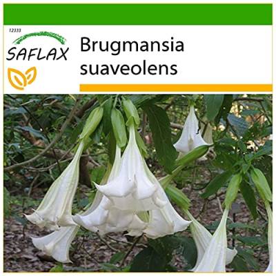 SAFLAX - Engelstrompete/Weiß - 10 Samen - Mit keimfreiem Anzuchtsubstrat - Brugmansia suaveolens von Saflax
