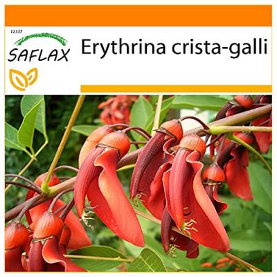 SAFLAX - Garden in the Bag - Karibischer Korallenstrauch - 6 Samen - Mit Anzuchtsubstrat im praktischen, selbst aufstellenden Beutel - Erythrina crista galli von Saflax