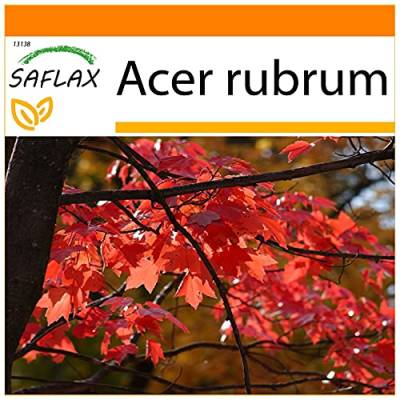 SAFLAX - Garden in the Bag - Rotahorn - 20 Samen - Mit Anzuchtsubstrat im praktischen, selbst aufstellenden Beutel - Acer rubrum von Saflax