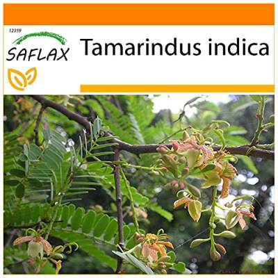 SAFLAX - Garden in the Bag - Tamarinde/Indischer Dattelbaum - 4 Samen - Mit Anzuchtsubstrat im praktischen, selbst aufstellenden Beutel - Tamarindus indica von Saflax