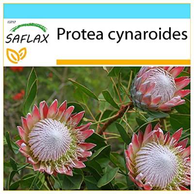 SAFLAX - Geschenk Set - Königsprotea - 5 Samen - Mit Geschenk- / Versandbox, Versandaufkleber, Geschenkkarte und Anzuchtsubstrat - Protea cynaroides von Saflax