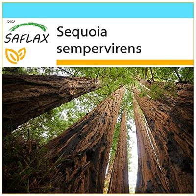 SAFLAX - Geschenk Set - Küsten - Mammutbaum - 50 Samen - Mit Geschenk- / Versandbox, Versandaufkleber, Geschenkkarte und Anzuchtsubstrat - Sequoia sempervirens von Saflax