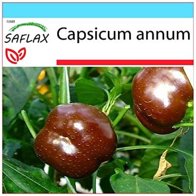 SAFLAX - Geschenk Set - Paprika - Sweet Chocolate x - 10 Samen - Mit Geschenk- / Versandbox, Versandaufkleber, Geschenkkarte und Anzuchtsubstrat - Capsicum annum von Saflax