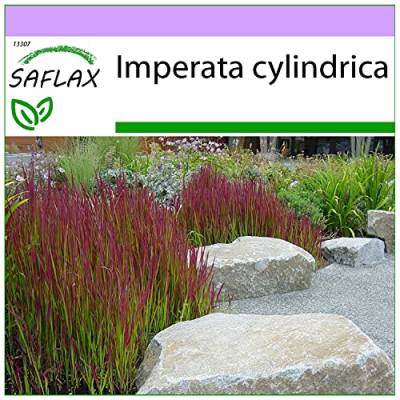 SAFLAX - Gräser-Bambus-Japanisches Blutgras - 50 Samen - Imperata cylindrica von Saflax