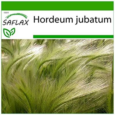 SAFLAX - Gräser-Bambus-Mähnengerste - 70 Samen - Mit keimfreiem Anzuchtsubstrat - Hordeum jubatum von Saflax