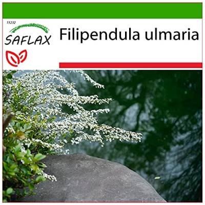 SAFLAX - Heilpflanzen - Echtes Mädesüß - 500 Samen - Mit keimfreiem Anzuchtsubstrat - Filipendula ulmaria von Saflax