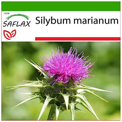 SAFLAX - Heilpflanzen - Mariendistel - 75 Samen - Mit keimfreiem Anzuchtsubstrat - Silybum marianum von Saflax
