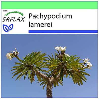 SAFLAX - Kakteen - Madagascar - Palme - 10 Samen - Pachypodium lamerei von Saflax