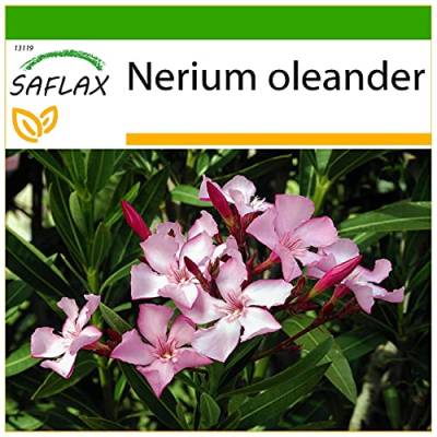 SAFLAX - Oleander - 50 Samen - Mit keimfreiem Anzuchtsubstrat - Nerium oleander von Saflax