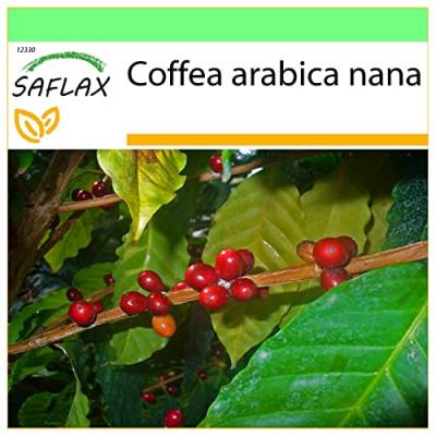SAFLAX - Zwergkaffee-Strauch - 8 Samen - Coffea arabica nana von Saflax