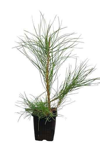Seedeo® Österreichische Schwarzkiefer (Pinus nigra austriaca) Pflanze ca. 20 cm von Seedeo