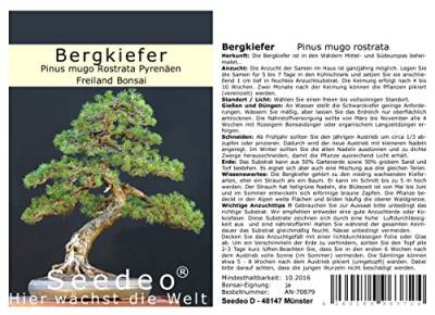 Seedeo® Bergkiefer (Pinus mugo Rostrata Pyrenäen) Bonsai 25 Samen von Seedeo