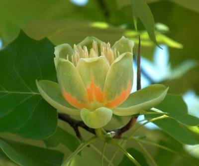 Seedeo Tulpenbaum Liriodendron tulipifera 30 Samen von Seedeo