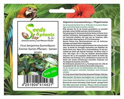 Stk - 100x Ficus benjamina Gummibaum Zimmer Garten Pflanzen - Samen B1493 - Seeds & Plants Shop by Ipsa von Seeds & Plants Shop by Ipsa