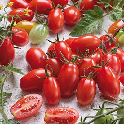 Sperli Tomate 'Pozzano', F1 | ovale Früchte | 1 Packung Samen von Sperli