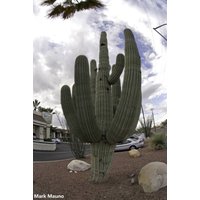 Der Saguaro Kaktus - Carneigiea Gigantea Eine Seltene Kaktusart von StargazerExotics