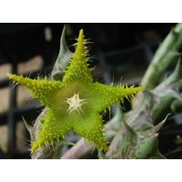 Dummer Star Flower - Orbea Dummeri Seltene Kaktus-Art von StargazerExotics