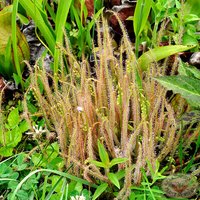 Fadenblättriger Sonnentau - Drosera Filiformis Seltene Fleischfressende Tierart 5 Samen von StargazerExotics