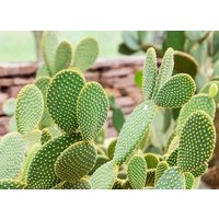 Hasenohren Kaktus - Opuntia Microdayses Seltene Kaktusart von StargazerExotics