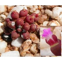 Red Rock Stones - Oophytum Nanum Seltene Sukkulentenart von StargazerExotics