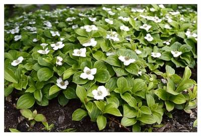 10 x Cornus canadensis (Winterhart/Stauden/Staude/Mehrjährig/Bodendecker) Kanadischer Teppich Hartriegel - Toller Furchtschmuck im Herbst - von Stauden Gänge von Stauden Gänge