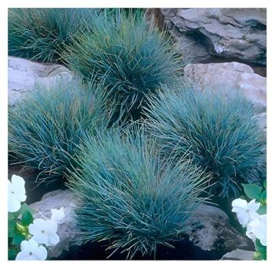 5 x Festuca glauca/cinerea 'Elijah Blue' im 1 Liter (Ziergras/Gräser/Winterhart/Ziergräser/Mehrjährig) Blauschwingel - winterhart immergrün - Bodendecker - Geringer Wasserbedarf - von Stauden Gänge von Stauden Gänge