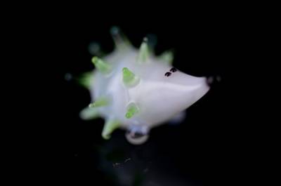 Unbekannt Igel Miniatur Figur aus Glas Weiß Grün - Glasfigur Grüner Igel -Setzkasten Deko von Unbekannt