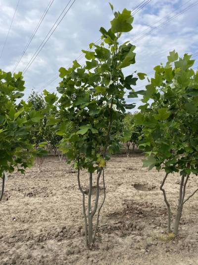 Tulpenbaum - Mehrstämmig | Liriodendron tulipifera von Venovi GmbH