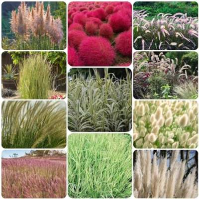 100 pcs ziergräser winterhart mehrjährig ziergras samen - garten geschenk alte sorten saatgut,Miscanthus sinensis, winterfeste pflanzen für kübel gartenarbeit balkonpflanzen pflanztöpfe von WJKWY-Q