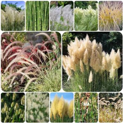 50 pcs ziergräser ziergras samen winterhart mehrjährig luftreinigende zimmerpflanzen Miscanthus sinensis dekopflanzen gartenpflanzen winterhart gartenarbeit balkonpflanzen dekoration von WJKWY-Q