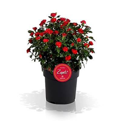 Zepeti Beetrose, rot, Rosenbusch, winterhart, Blume, Pflanze für Garten, Terrasse, Balkon oder Kübel von Zepeti - fun & easy