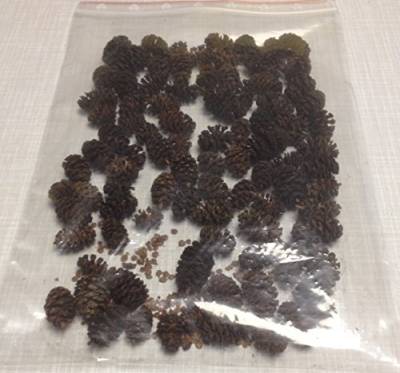 Erlenzapfen (100g) Schwarzerle, Alnus glutinosa, black alder cones von catappa-leaves