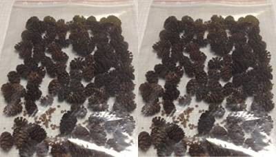 Erlenzapfen ~120Stk.(=50g), Schwarzerle, Alnus glutinosa, black alder cones von catappa-leaves